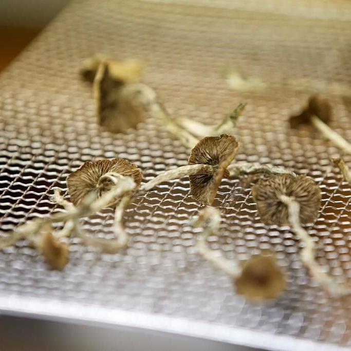 Federal Court ruling sets back health workers seeking psilocybin mushroom access